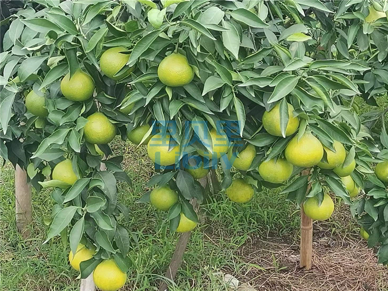 水溶肥，柑橘种植户青睐里贝里宴沃