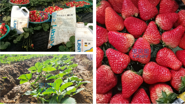 水溶肥，草莓全营养施肥方案