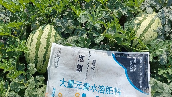 西瓜种植-陕西西瓜