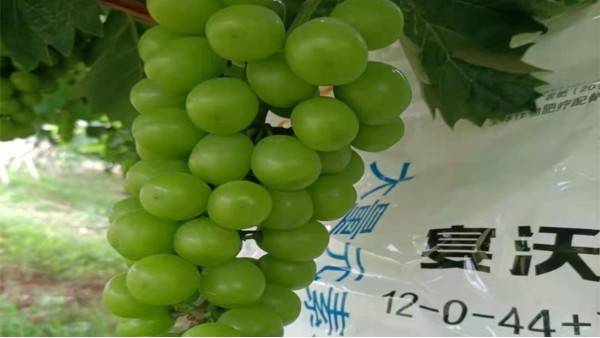 水溶肥选哪个用在葡萄上?中微量元素不容忽略