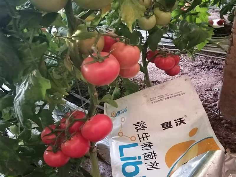 番茄需要什么肥,来看杨大姐怎么选