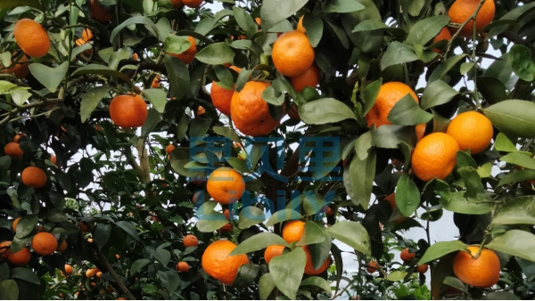 怎样给柑橘全年施肥-宴沃广西柑橘