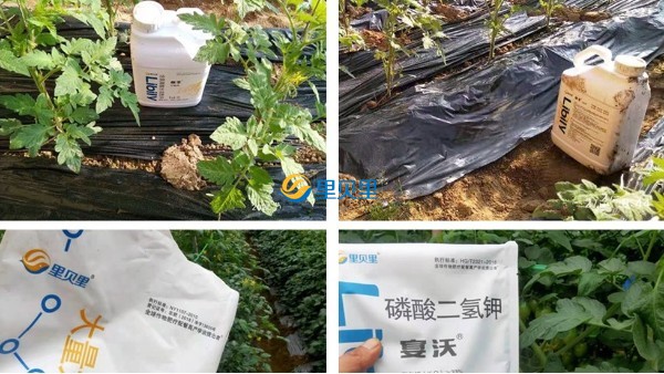 大棚西红柿到底怎么用肥？就差你不知道了