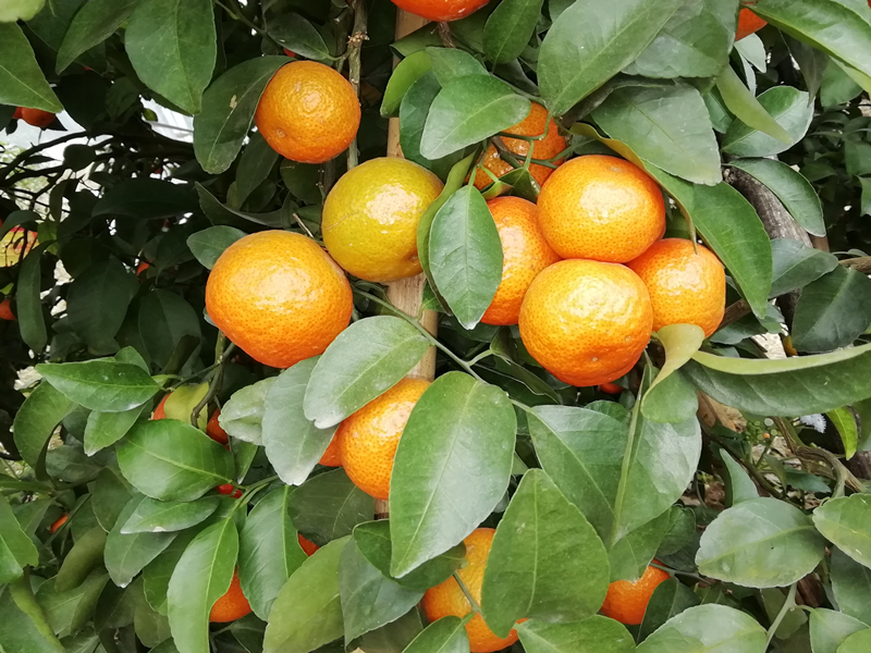 微生物菌剂在柑橘上使用效果