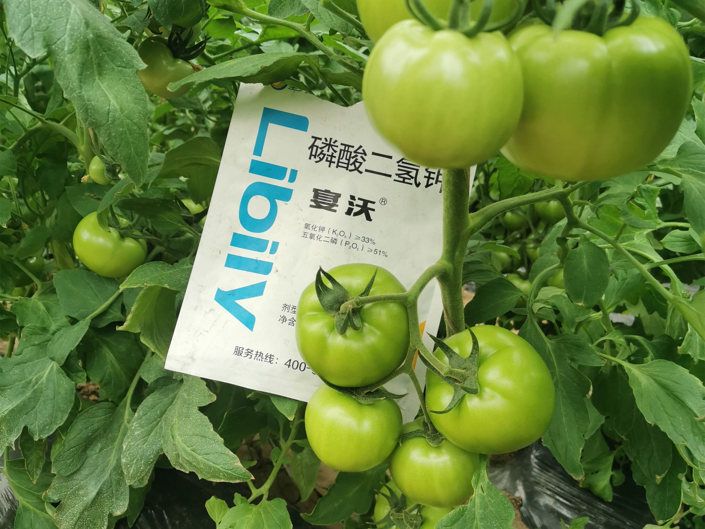 番茄怎么种植才能高产？里贝里分享