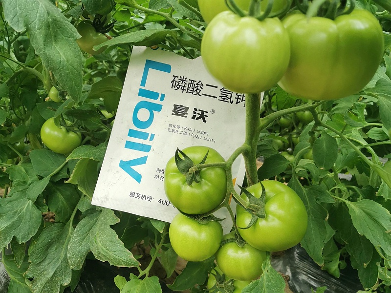 河南永城闫大哥