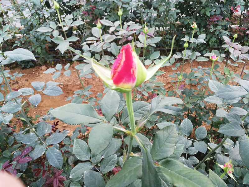 磷酸二氢钾适合哪些花