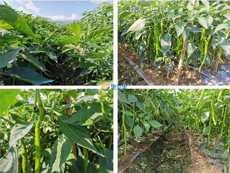 辣椒用什么肥料才能高产