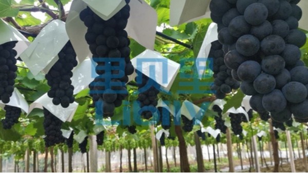 <i style='color:red'>葡萄春季施肥</i>指南，一文读懂