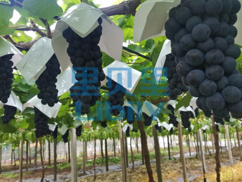 葡萄春季施肥-宴沃葡萄