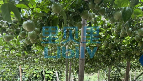 <i style='color:red'>大量元素水溶肥的作用与功效</i>，种植必看