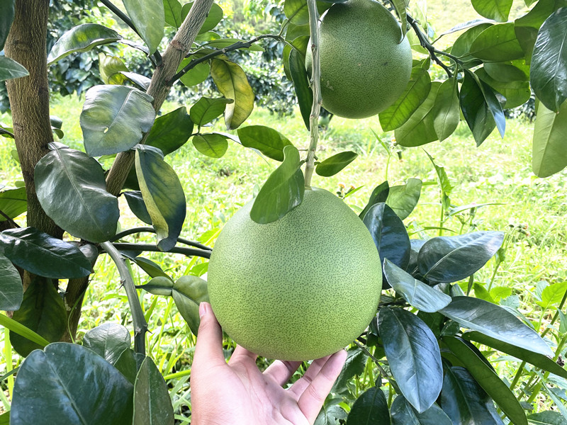 磷酸二氢钾厂家