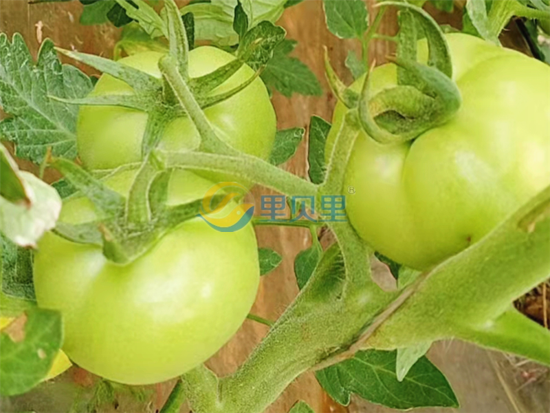 水溶肥在<i style='color:red'>番茄种植</i>中怎么选？