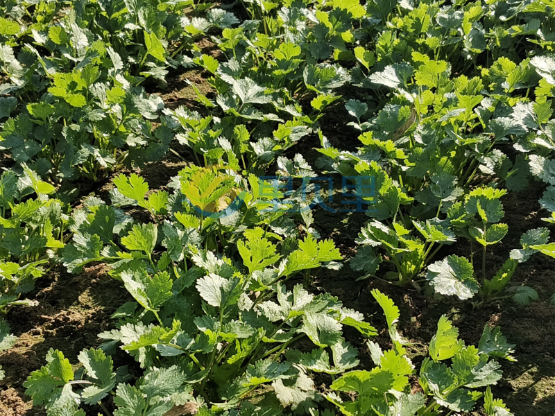 香菜施肥1