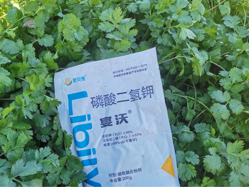 香菜施肥2