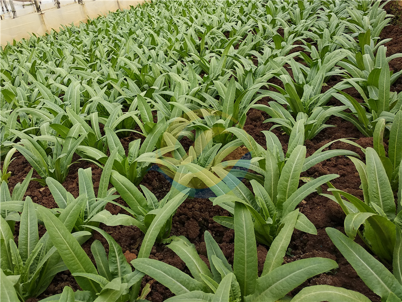 大量元素水溶肥品牌-宴沃蔬菜