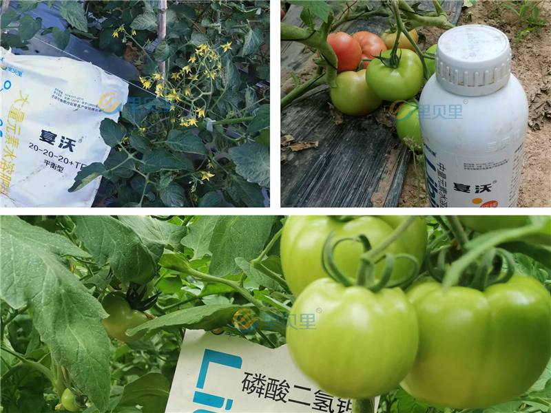 大量元素水溶肥品牌，张总力荐宴沃