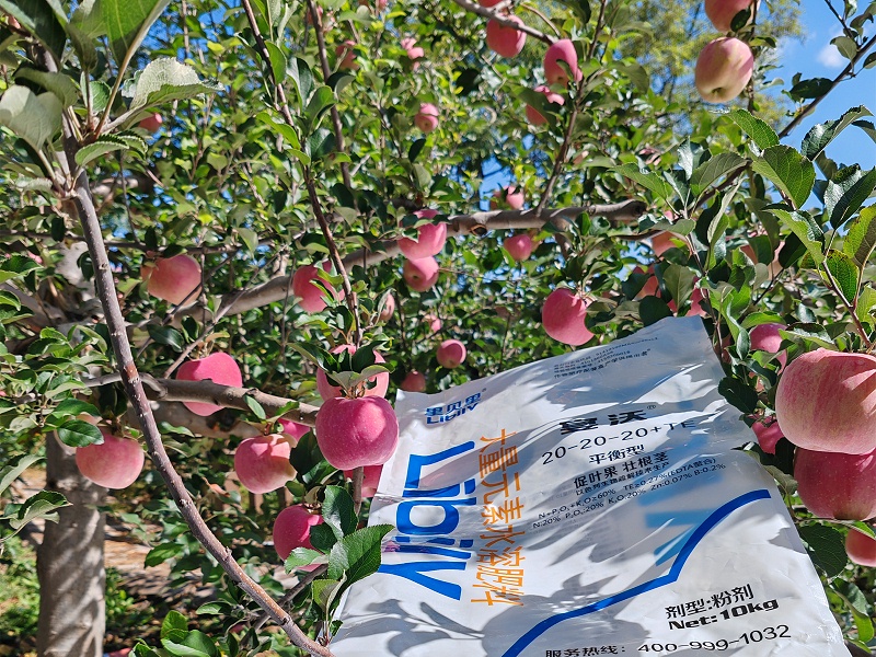 陕西张总苹果