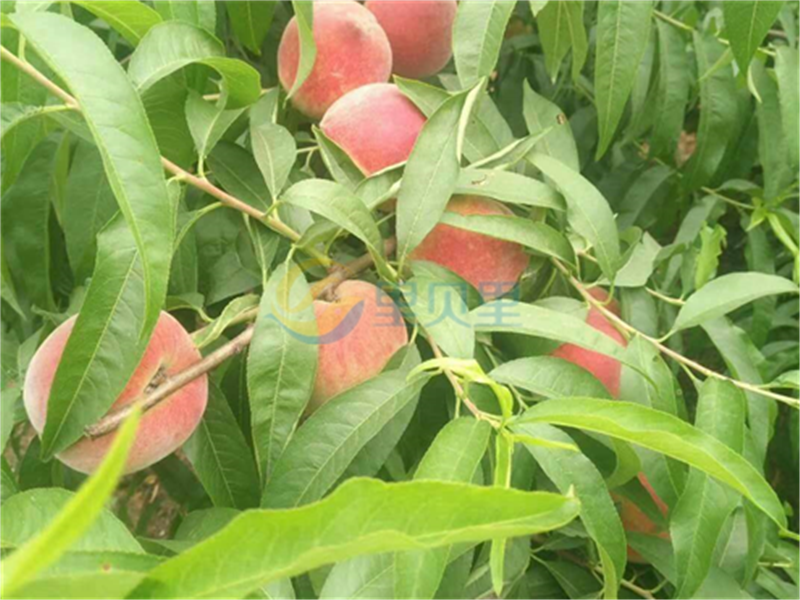 桃树需要什么肥料-宴沃桃子