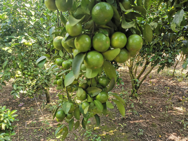 大量元素水溶肥，要选择让你安心的产品