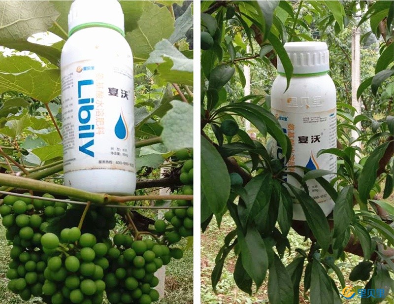 氨基酸水溶肥在作物上使用