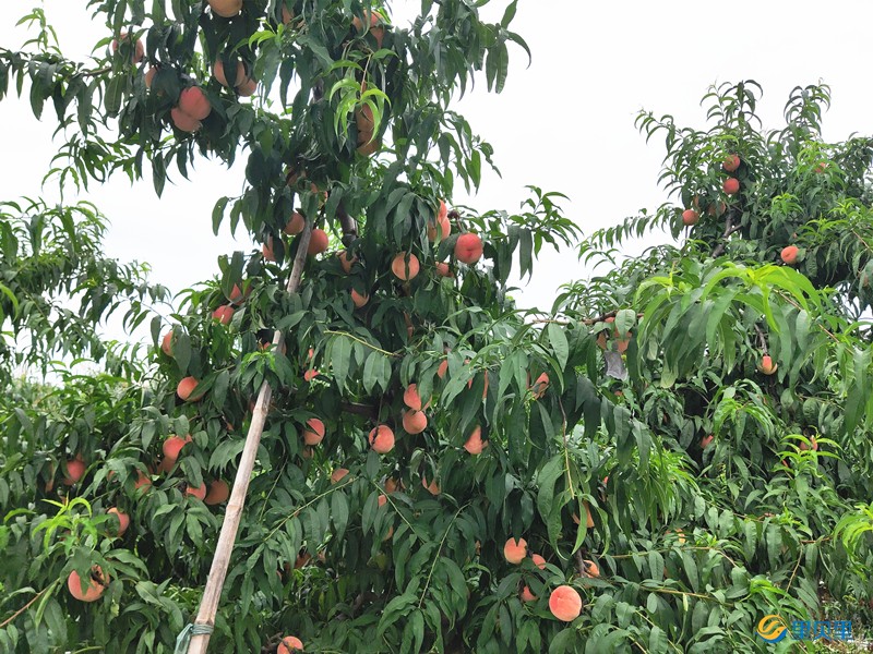 桃树盛果期怎么施肥