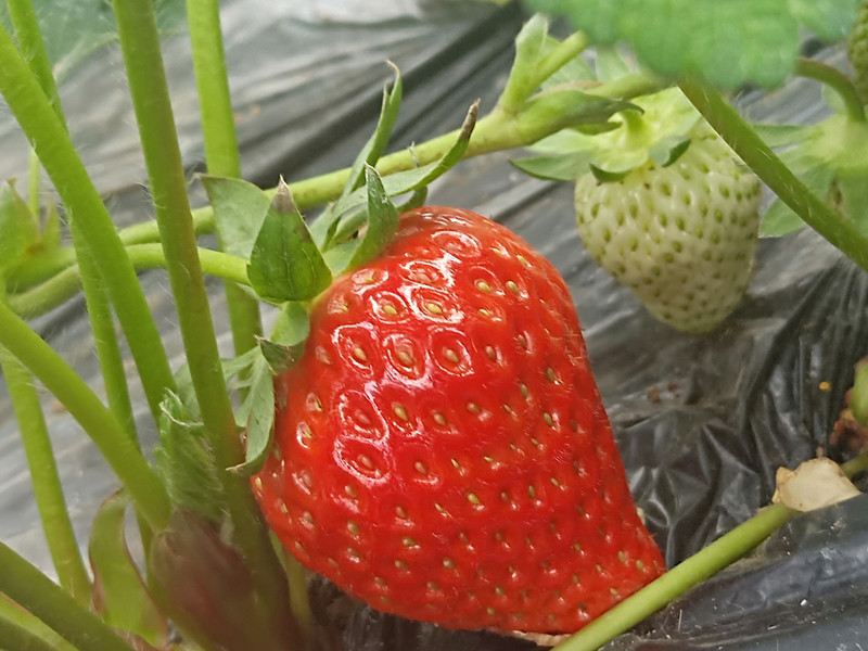 种草莓用什么肥料好