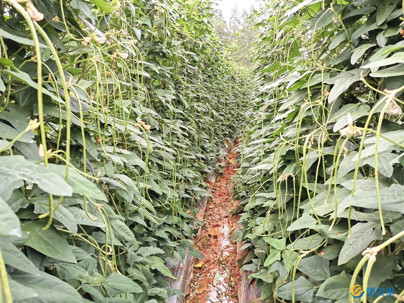 大量元素水溶肥在豆角上使用