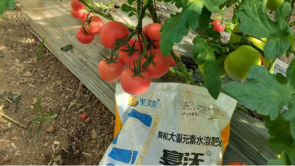 番茄种植，这样用肥事半功倍