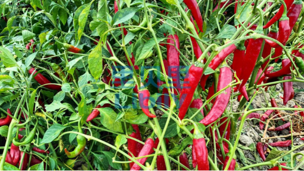 辣椒管理与施肥技术，里贝里分享