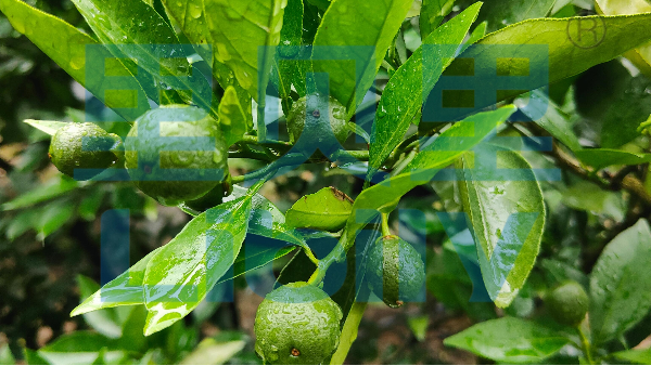 <i style='color:red'>硼肥</i>是个宝，促花保果少不了！