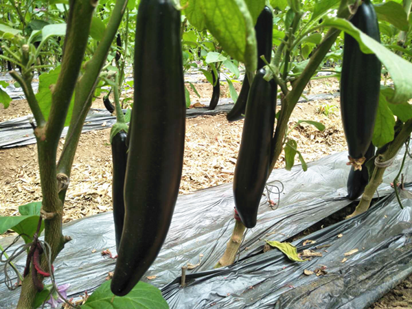 茄子用什么肥料好？宴沃帮你解决茄子种植难题