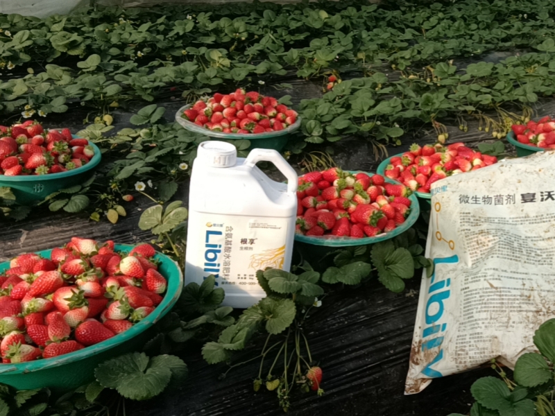 草莓种植中的黄萎病，如何防治？