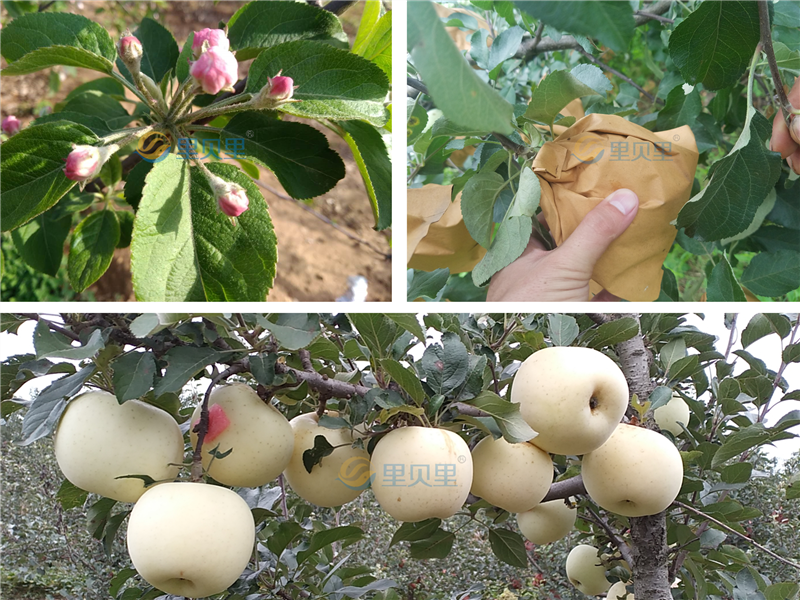 磷酸二氢钾叶面肥-宴沃苹果