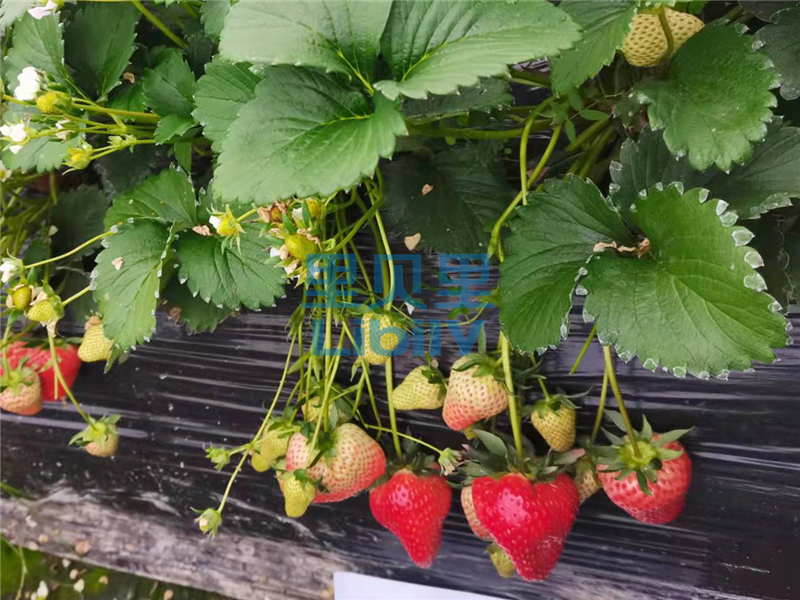 水溶肥，草莓种植户认可里贝里宴沃