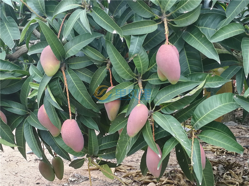 大量元素水溶肥品牌-宴沃芒果