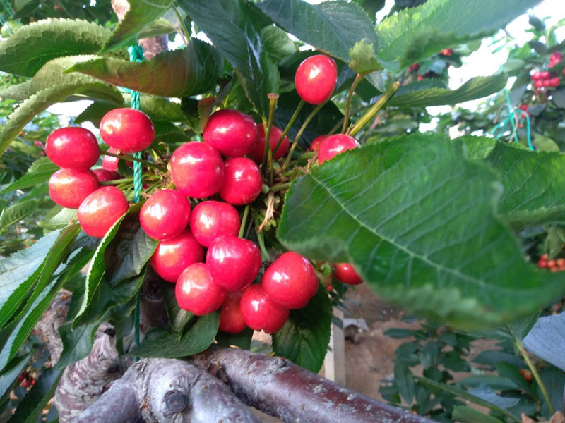 宴沃螯合硼肥-樱桃