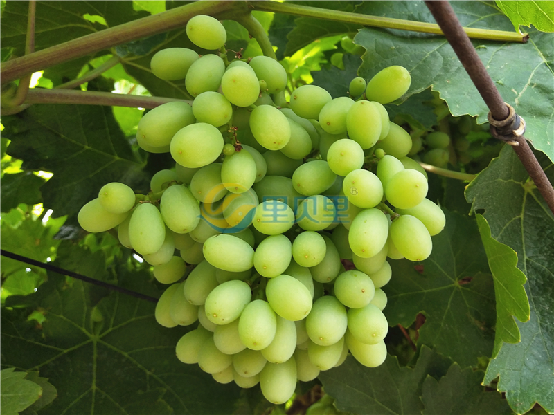 叶面肥提高葡萄品质，种植户选宴沃