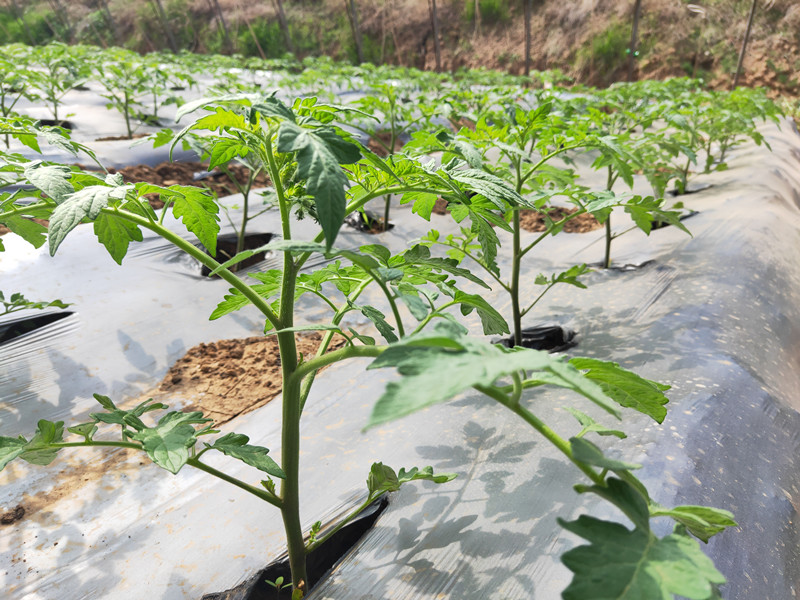 西红柿用什么肥料比较好