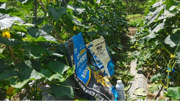 暖棚黄瓜施肥管理要点！一文读懂