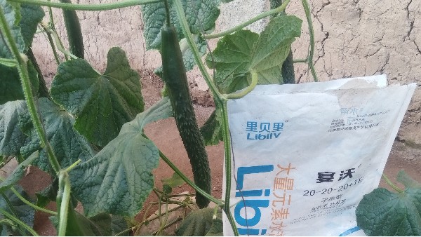 2025.2.15河北彭老师黄瓜结瓜期，大量元素平衡肥+菌剂，前期黄瓜霜霉病严重，长势不太好，冲施平衡肥后长势很不错，挂瓜也多，客户很满意！！ (4)