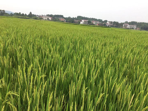 为什么你的水溶肥用了，依然没有想要的效果？