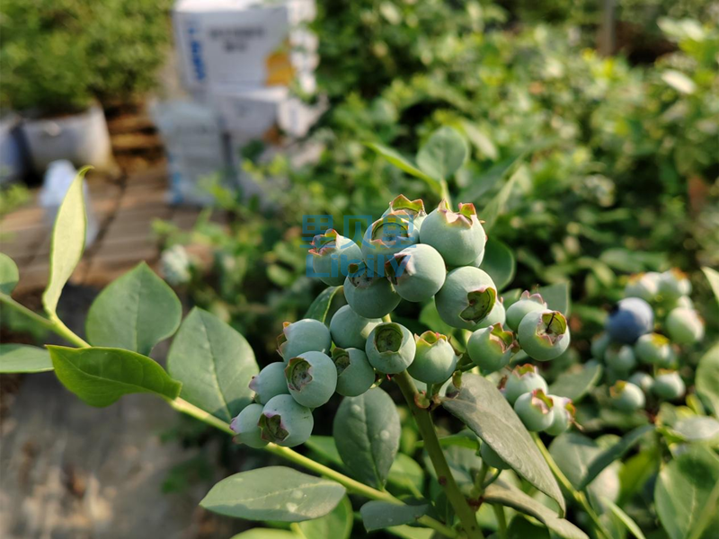 微生物菌剂，听听蓝莓种植户的分享