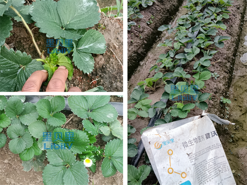 水溶肥，草莓种植户推荐宴沃