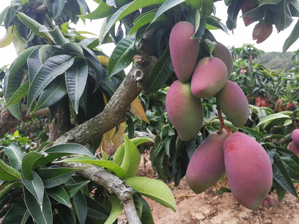 微生物菌剂哪家好？经销商李总这样说
