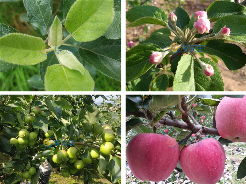 苹果树用什么肥料最好-宴沃苹果