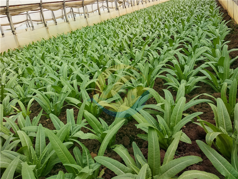 大量元素水溶肥品牌-宴沃油麦菜