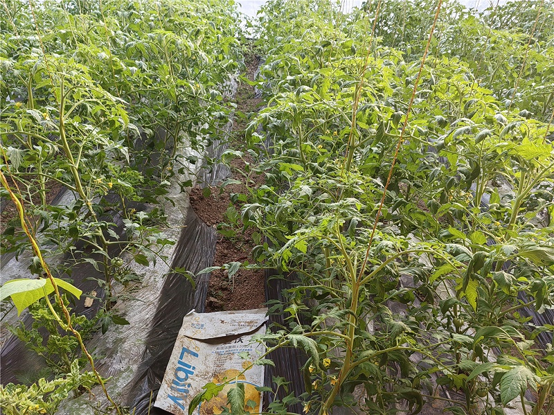 2025.12.14宁夏韩老板普罗旺斯番茄生长期微生物菌剂+根享生根剂+大量元素高磷苗齐苗壮，叶片油绿有韧性，花朵多，没有出死棵烂苗早衰现象，客户很满意，8张；1M；宁燕 (3)_副本