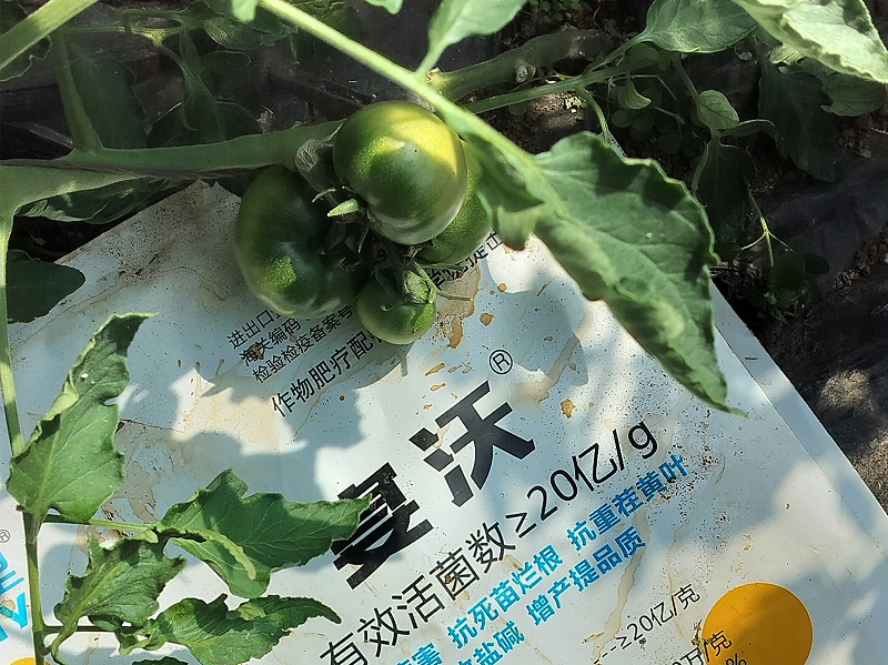 微生物菌剂-宴沃番茄_副本