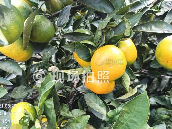 叶面肥-宴沃柑橘